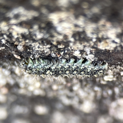 Brunia replana (Lichen-eating Caterpillar) at QPRC LGA - 18 Aug 2023 by Hejor1