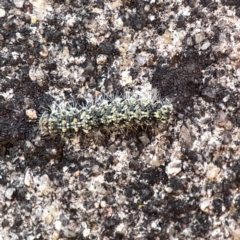 Brunia replana at Braidwood, NSW - 18 Aug 2023 12:22 PM