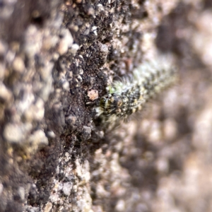 Brunia replana at Braidwood, NSW - 18 Aug 2023