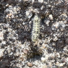 Brunia replana at Braidwood, NSW - 18 Aug 2023