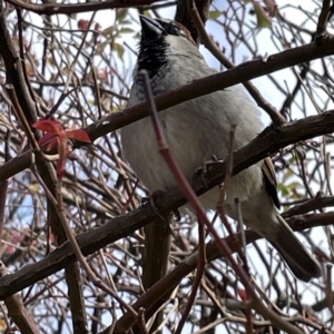 Passer domesticus at Braidwood, NSW - 18 Aug 2023