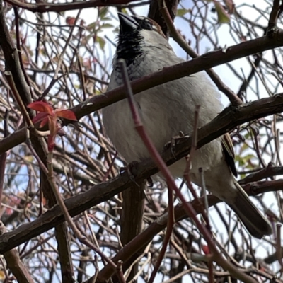 Passer domesticus (House Sparrow) at QPRC LGA - 18 Aug 2023 by Hejor1