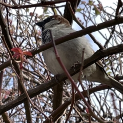 Passer domesticus at Braidwood, NSW - 18 Aug 2023