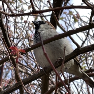 Passer domesticus at Braidwood, NSW - 18 Aug 2023