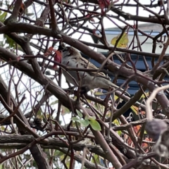 Passer domesticus at Braidwood, NSW - 18 Aug 2023