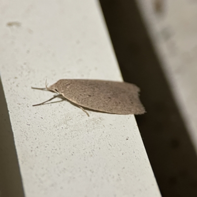 Chezala privatella (A Concealer moth) at Surf Beach, NSW - 18 Aug 2023 by Hejor1