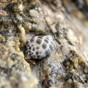 Tenguella marginalba at Maloneys Beach, NSW - 19 Aug 2023