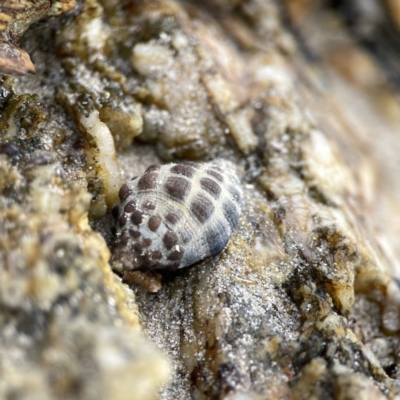 Tenguella marginalba (Mulberry shell) at Maloneys Beach, NSW - 19 Aug 2023 by Hejor1