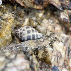 Morula marginalba at Maloneys Beach, NSW - 19 Aug 2023