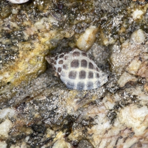 Tenguella marginalba at Maloneys Beach, NSW - 19 Aug 2023