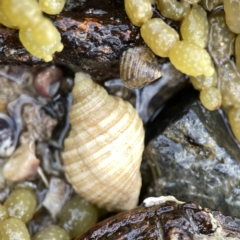 Dicathais orbita (Cartrut Shell ,The Sickly Purpurea) at Murramarang National Park - 19 Aug 2023 by Hejor1