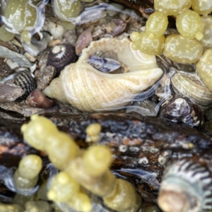 Dicathais orbita at Maloneys Beach, NSW - 19 Aug 2023 02:16 PM