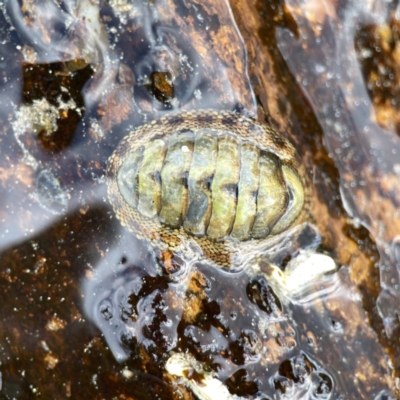 Sypharochiton pelliserpentis (Snakeskin Chiton) at Maloneys Beach, NSW - 19 Aug 2023 by Hejor1