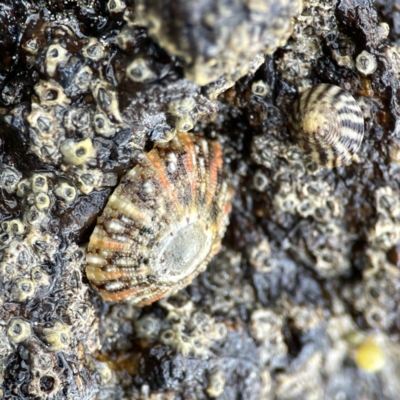 Cellana tramoserica (Commom Limpet) at Maloneys Beach, NSW - 19 Aug 2023 by Hejor1