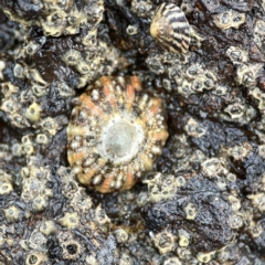 Cellana tramoserica at Maloneys Beach, NSW - 19 Aug 2023 02:18 PM