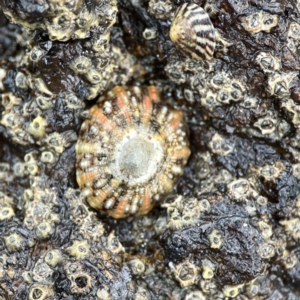 Cellana tramoserica at Maloneys Beach, NSW - 19 Aug 2023