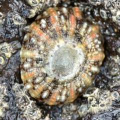 Cellana tramoserica at Maloneys Beach, NSW - 19 Aug 2023