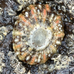 Cellana tramoserica at Maloneys Beach, NSW - 19 Aug 2023 02:18 PM