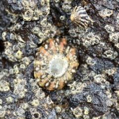 Cellana tramoserica at Maloneys Beach, NSW - 19 Aug 2023