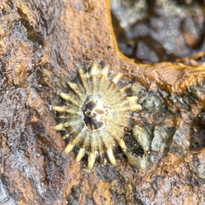 Siphonaria diemenensis at Maloneys Beach, NSW - 19 Aug 2023 by Hejor1