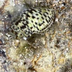 Cominella lineolata (Lined Whelk) at Murramarang National Park - 19 Aug 2023 by Hejor1