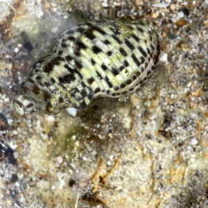 Cominella lineolata at Maloneys Beach, NSW - 19 Aug 2023 02:27 PM