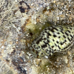 Cominella lineolata at Maloneys Beach, NSW - 19 Aug 2023 02:27 PM