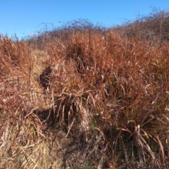 Imperata cylindrica (Blady Grass) at Paddys River, ACT - 20 Aug 2023 by member2022