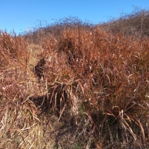 Imperata cylindrica at Paddys River, ACT - 20 Aug 2023 11:48 AM