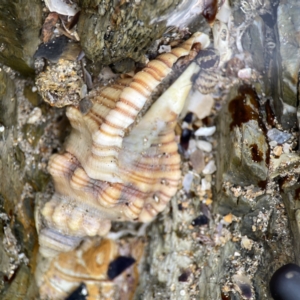 Cabestana spengleri at Maloneys Beach, NSW - 19 Aug 2023