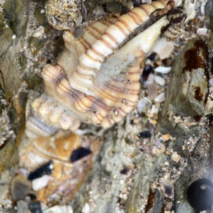 Cabestana spengleri at Maloneys Beach, NSW - 19 Aug 2023 02:33 PM