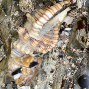 Cabestana spengleri at Maloneys Beach, NSW - 19 Aug 2023