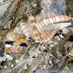 Cabestana spengleri at Maloneys Beach, NSW - 19 Aug 2023