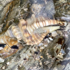 Cabestana spengleri at Maloneys Beach, NSW - 19 Aug 2023