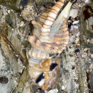 Cabestana spengleri at Maloneys Beach, NSW - 19 Aug 2023