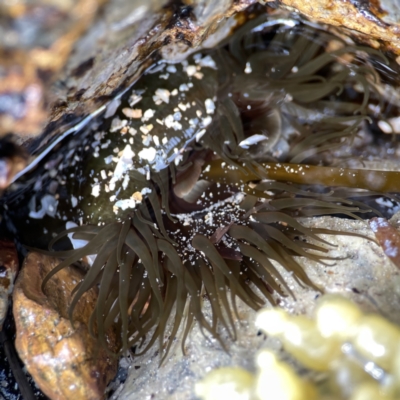 Aulactinia veratra (Anemone) at Maloneys Beach, NSW - 19 Aug 2023 by Hejor1