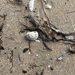 Turbo (Ninella) torquatus at Maloneys Beach, NSW - 19 Aug 2023 by Hejor1