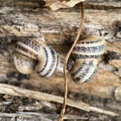 Cornu aspersum (Common Garden Snail) at Maloneys Beach, NSW - 19 Aug 2023 by Hejor1