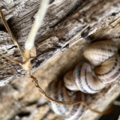 Cornu aspersum at Maloneys Beach, NSW - 19 Aug 2023