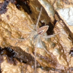 Pisauridae (family) (Water spider) at Murramarang National Park - 19 Aug 2023 by Hejor1