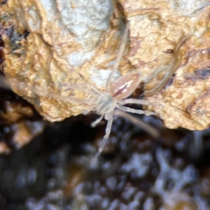 Pisauridae (family) at Maloneys Beach, NSW - 19 Aug 2023 02:17 PM