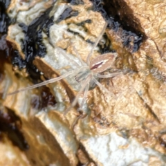 Pisauridae (family) at Maloneys Beach, NSW - 19 Aug 2023 02:17 PM