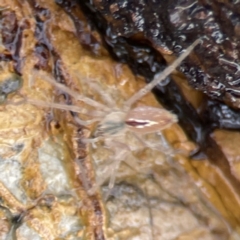 Pisauridae (family) at Maloneys Beach, NSW - 19 Aug 2023 02:17 PM