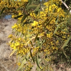 Acacia rubida (Red-stemmed Wattle, Red-leaved Wattle) at Point Hut to Tharwa - 20 Aug 2023 by member2022