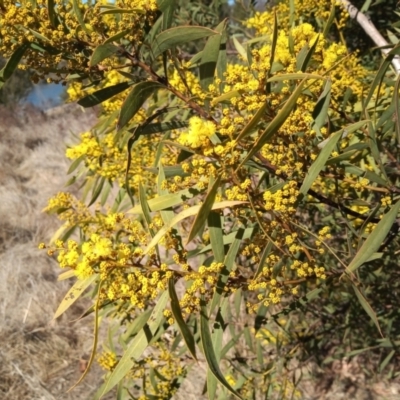 Acacia rubida (Red-stemmed Wattle, Red-leaved Wattle) at Paddys River, ACT - 20 Aug 2023 by member2022