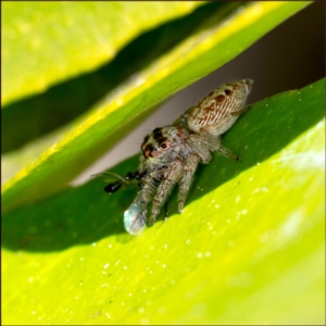 Opisthoncus grassator at Holt, ACT - 20 Aug 2023