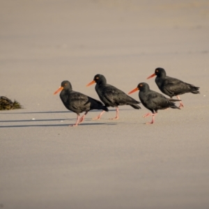 Haematopus fuliginosus at Green Cape, NSW - suppressed