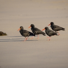 Haematopus fuliginosus (Sooty Oystercatcher) at Green Cape, NSW - 3 Aug 2023 by trevsci