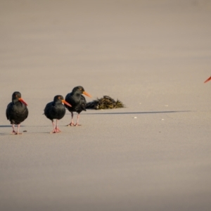 Haematopus fuliginosus at Green Cape, NSW - suppressed