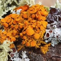 Teloschistes sp. (genus) (A lichen) at Rugosa - 19 Aug 2023 by SenexRugosus